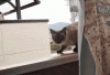 cat-jump-fail.gif