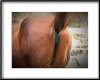 PHOTOGRAPH - Horse's Arse.jpg