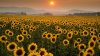 srx_sunflowers_4_t1140.jpg