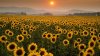 srx_sunflowers_4_t1140.jpg srx_sunflowers_4_t1140.jpg