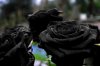 barrymore-cw-plan-black-rose-anthology-696x464.jpg
